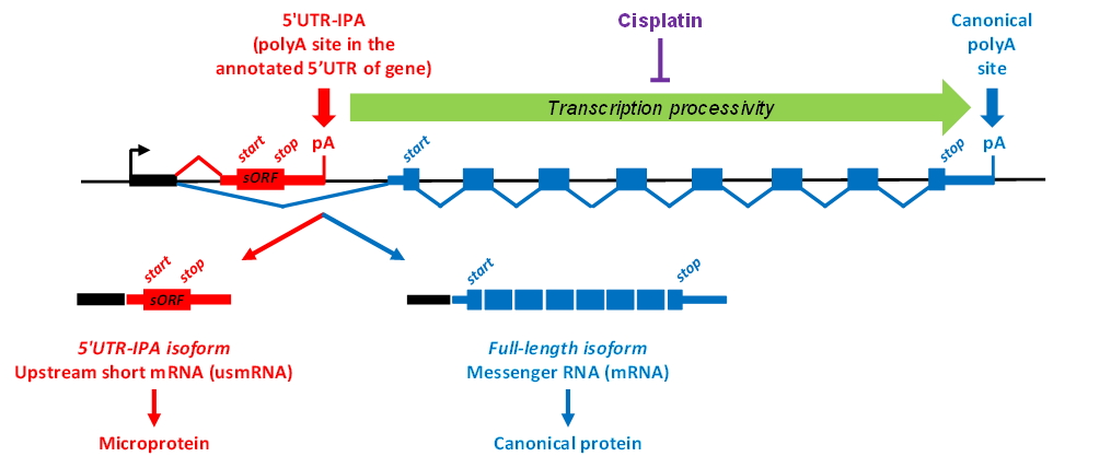 rna