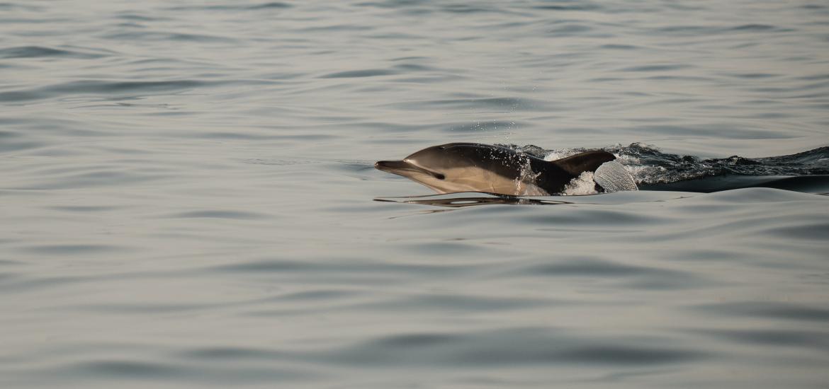 dauphin dans la mer