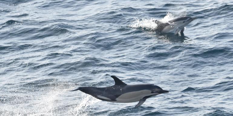 Mieux comprendre les captures accidentelles de dauphins dans le golfe de Gascogne pour pouvoir les réduire