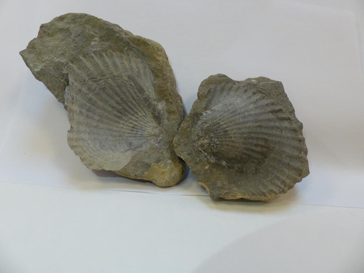 fossile