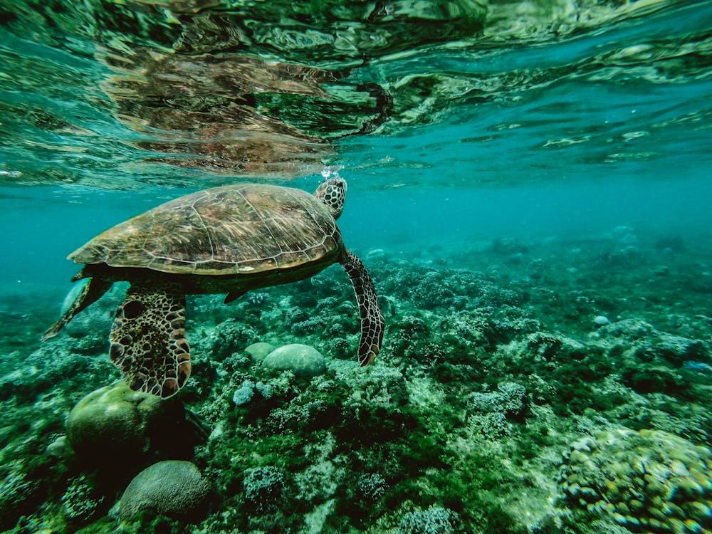 tortue nageant dans une eau claire